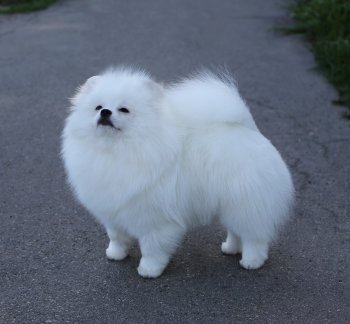 Favorite Fox Fluffy