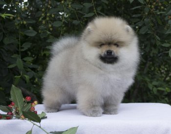 Dolce Pom Diamant Zhu Shou