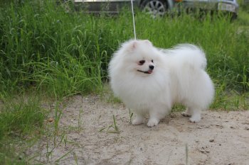 Dreamteam Super Cotton Boy