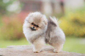 Marrino Pom Marshall
