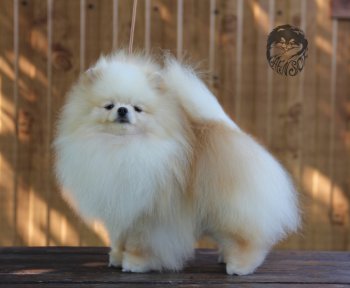 Fur Band Pretti Boy
