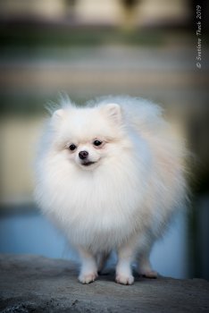 Samira Sunshine Spitz