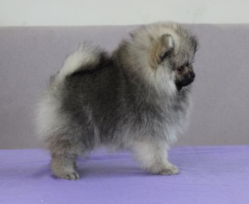 Almaznyy Istochnik Raspisnaya Hohloma
