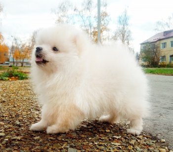 Zhu Shou Etsio