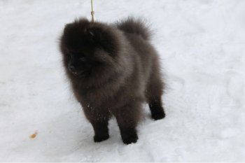 Al'hond Yudzhen