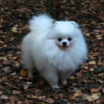 New's Pomeranian Justin
