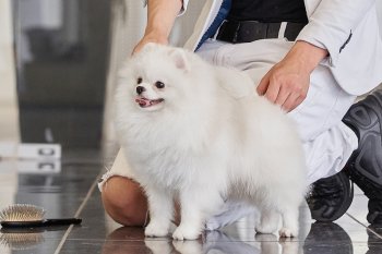 Mommy-Pommy Chikago Boss