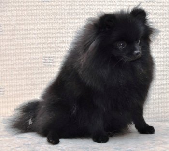 Funny Fluffy Praskovya Fantasy Black
