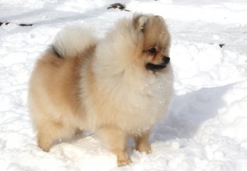 Charming Spitz Ofeliya