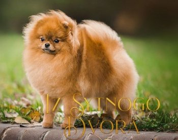 Luxurypom's Cezaria