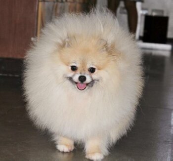 Mugen Poms Call Of Destiny