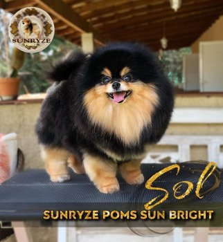 Sunryze Poms Sun Bright