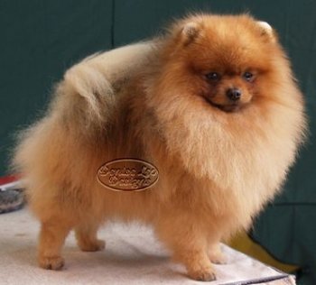 Dochlaggie Do Dazzle