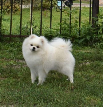 Sunny Pom Hilton