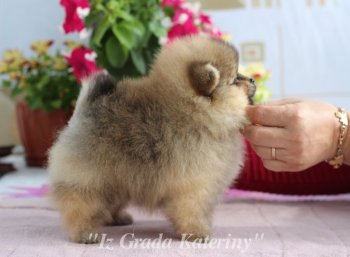 Uspeh Iz Grada Kateriny