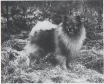 Kamiga's Ecco