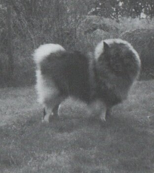 Aintyhill's Bilbo