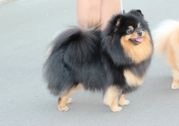 Sunny Pom New Black And Ten Star