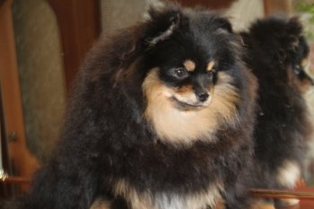 Charovniza Dana