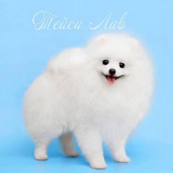 Alto'z Hauz My Big Dream