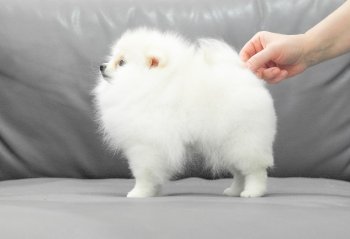 Rizhee Chudo Vanil Absolyu