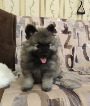 Fialka Monmartra Iz Dinastii In