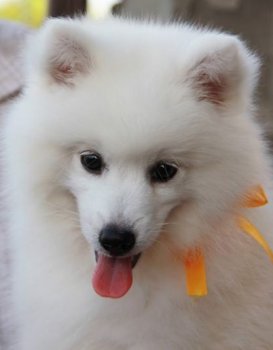 Yuki Kitsune Bisyo Ten