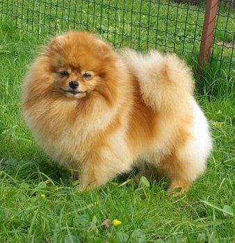 Smol Daymond Donatella Versache