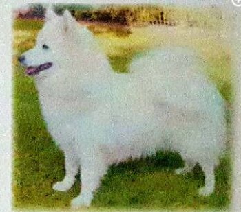 Tanjobi Hoshi At Charney