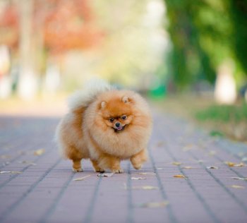 Katie's Stolz Pom Tysa
