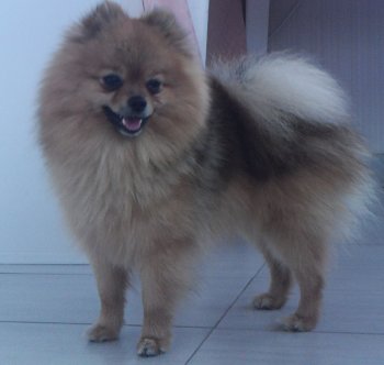 Ringo Star