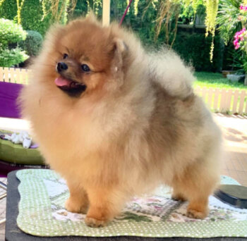 Moxiepom's Macoy Niki The Prince