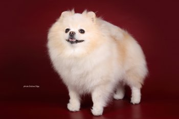Yuki Ays Is Doma Tsikinoy