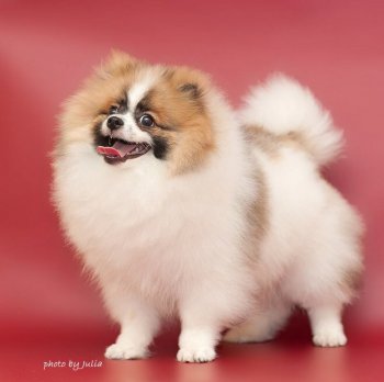 Magnitka Star Kheppi Diva