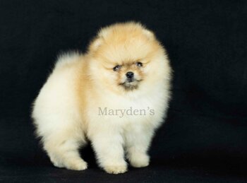 Maryden's Sunny Solo