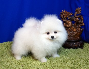 Petropom's Femida Yust