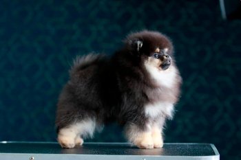 Ange De Pom Abby