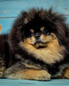 Prince Of Persia Sunshine Spitz