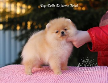 Top-Dolls Extreme Total
