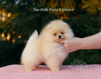 Top-Dolls Evita Exclusive