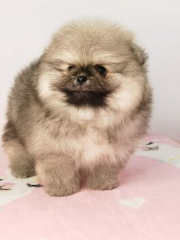 Kama Pom Stayl Yupiter