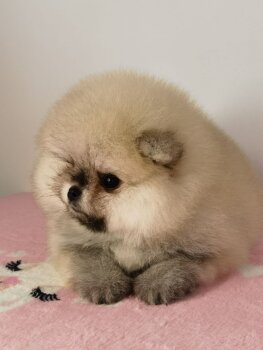 Kama Pom Stayl Yuliana