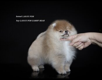 Lana’S Pom Gammу Bear