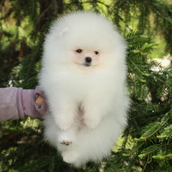 Pom Of Dzhulias Legend Persey