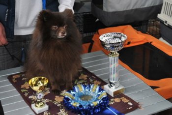 Sunny Pom Perfect Chocolade