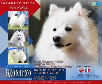 Romeo No Shiroi Oji Of Sakura Matsuri