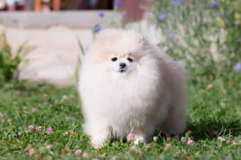 Pom Paradise Heavenly Paws