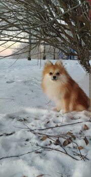 Vasilisa Krasa Iz Doma Elf