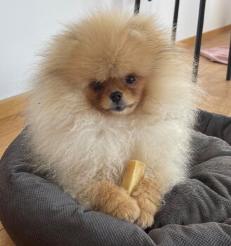Fluffy Dream Pom Dolce Vito