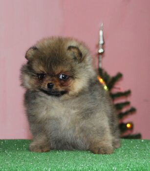 Hippi Pom Dzhoanna